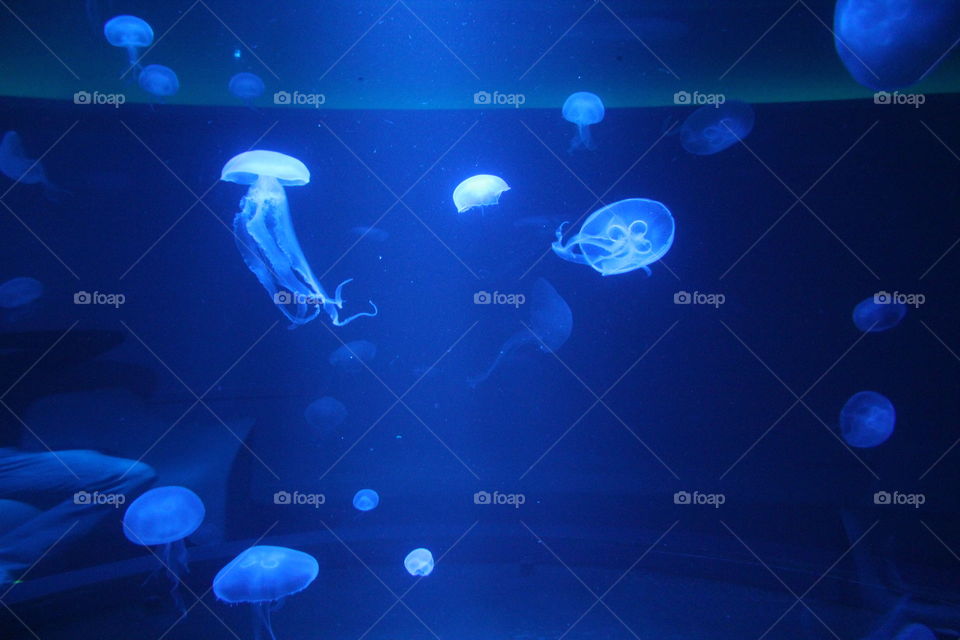 jellyfish