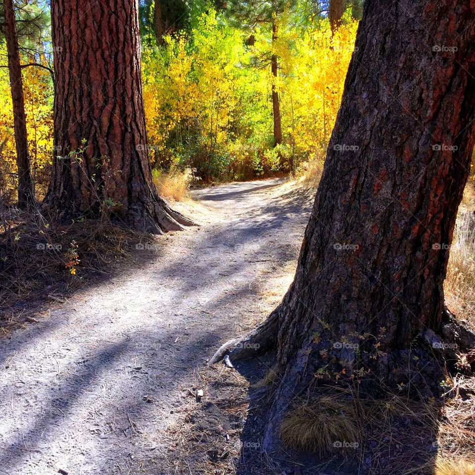 Path in forest