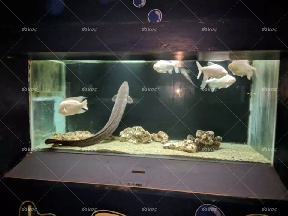 Fish