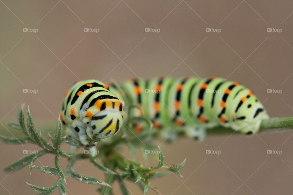 nature macro caterpillar by shmingi