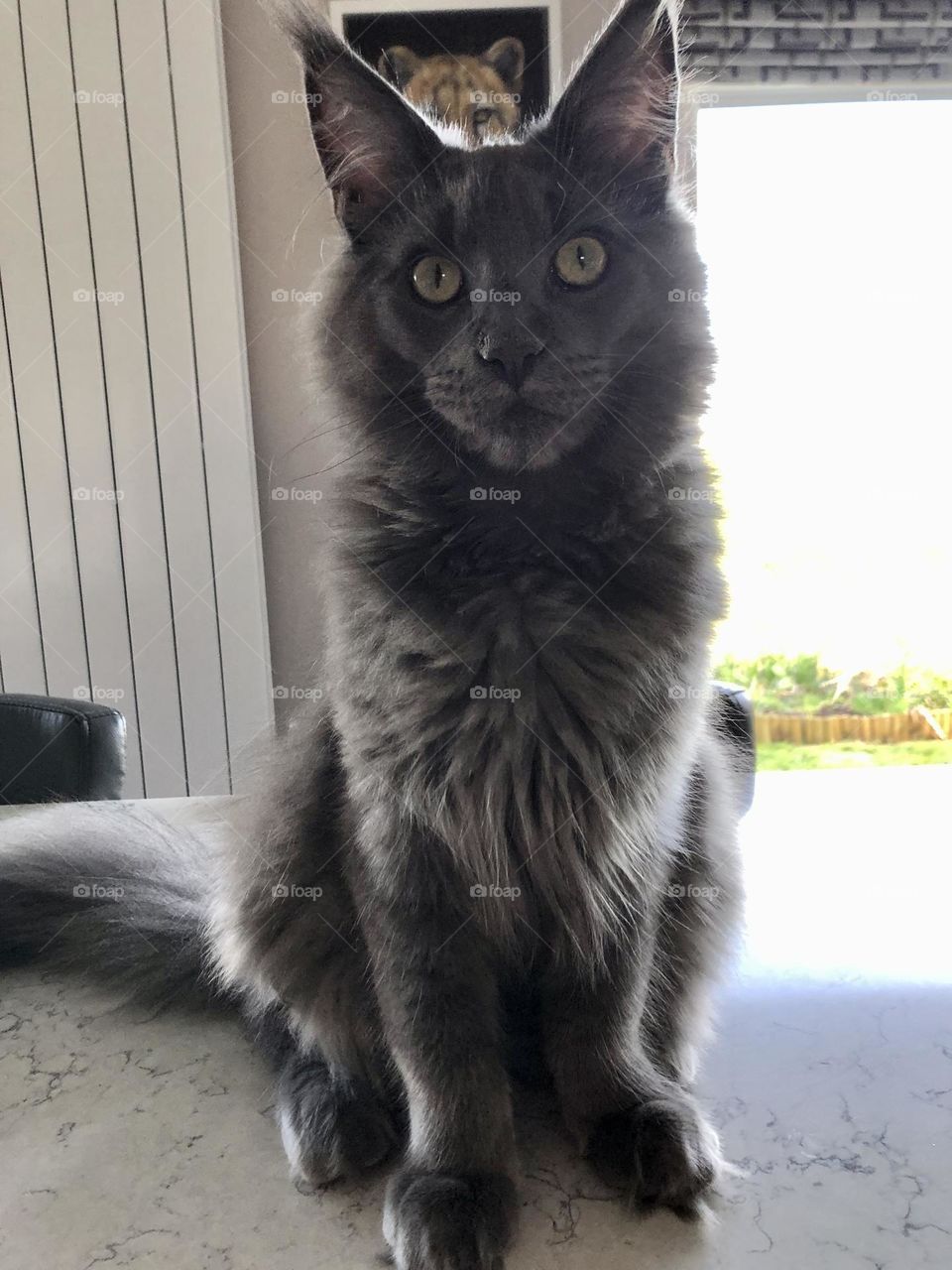 Maine coon kitten