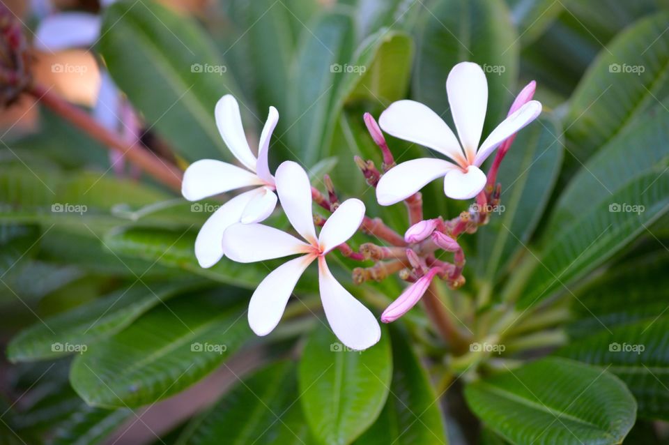 Hawaiian flower