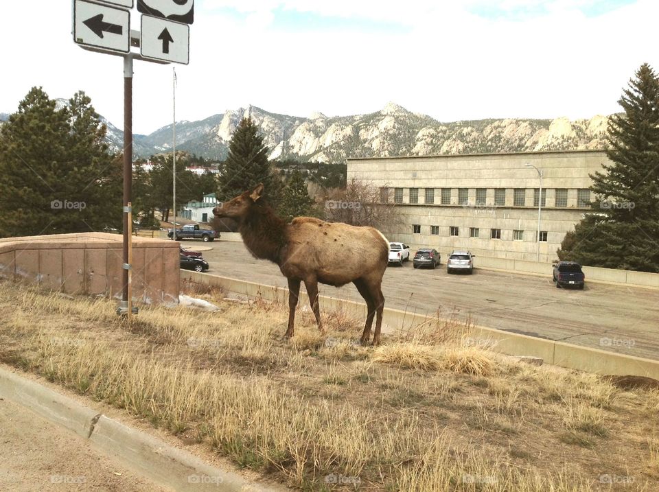 Elk in town