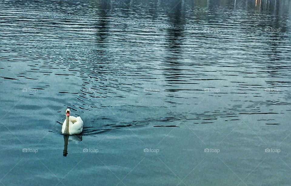 Swan in the lake