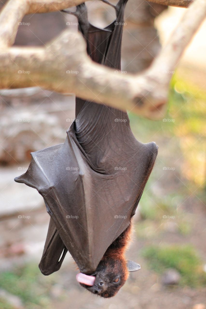 bat with tongue out hanging on the tree