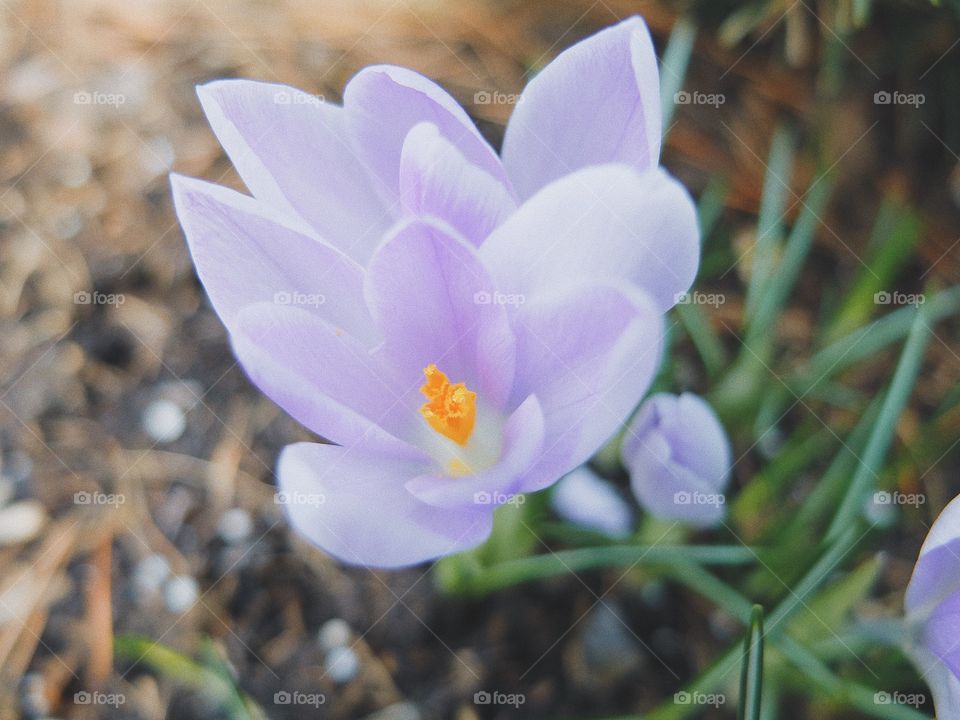 Crocus flower spring blossom 