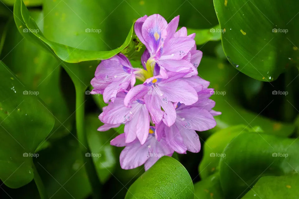 Purple blooming flower