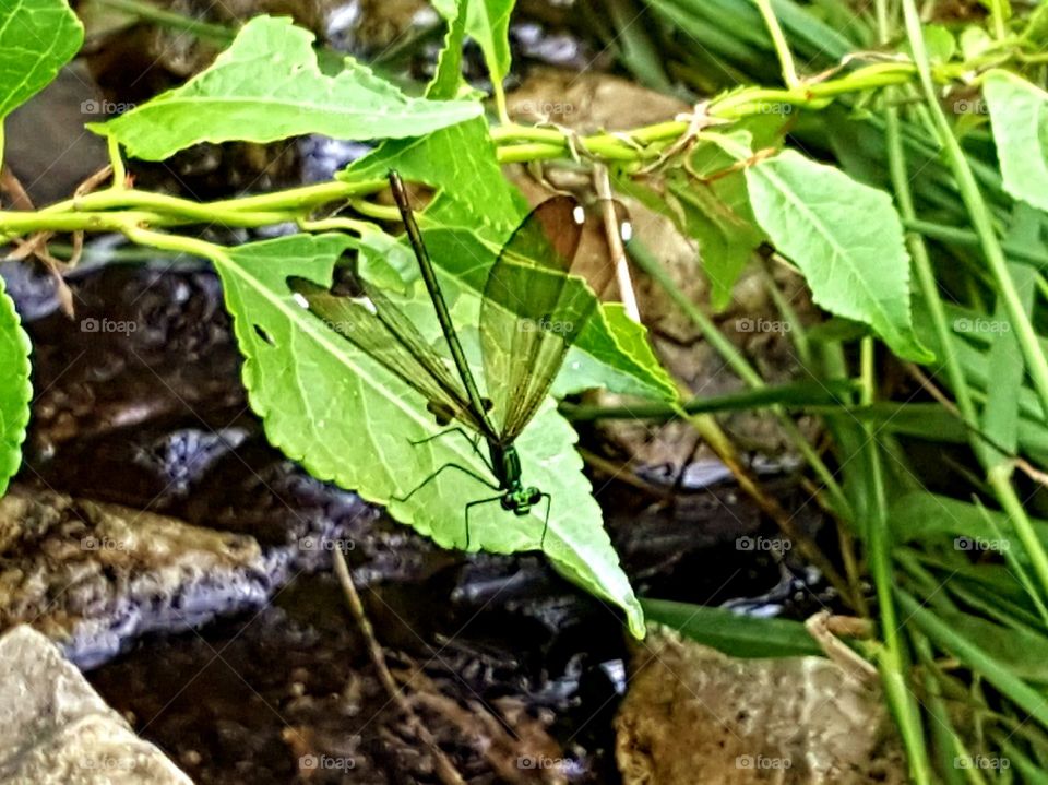 green dragonfly on a leaf.