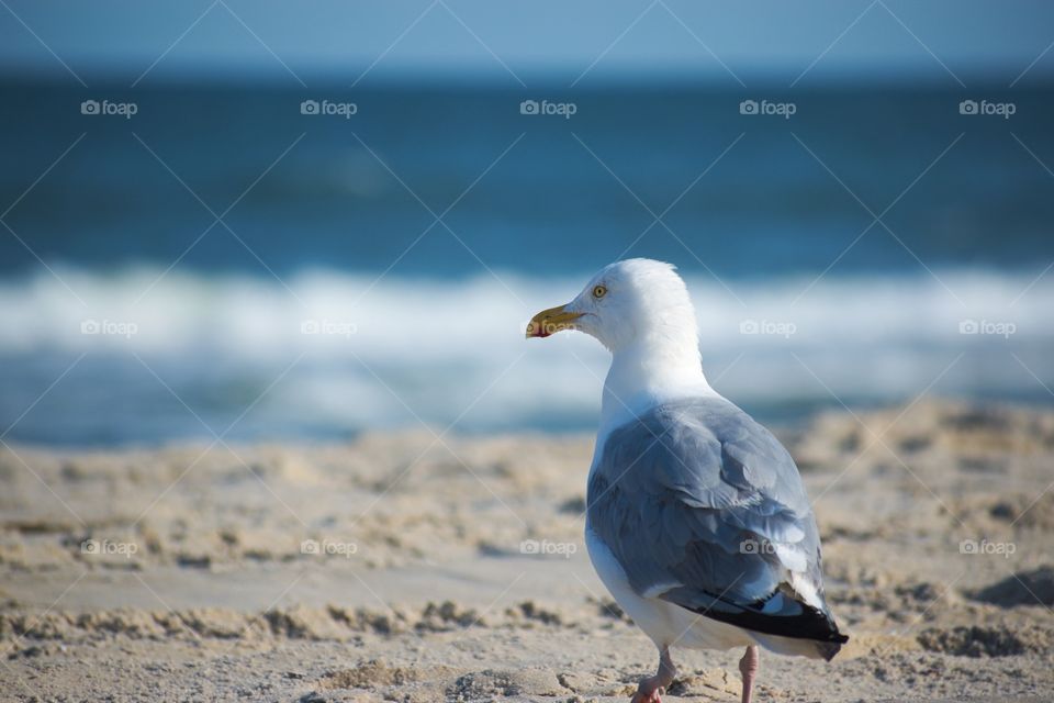 Seagull Stare