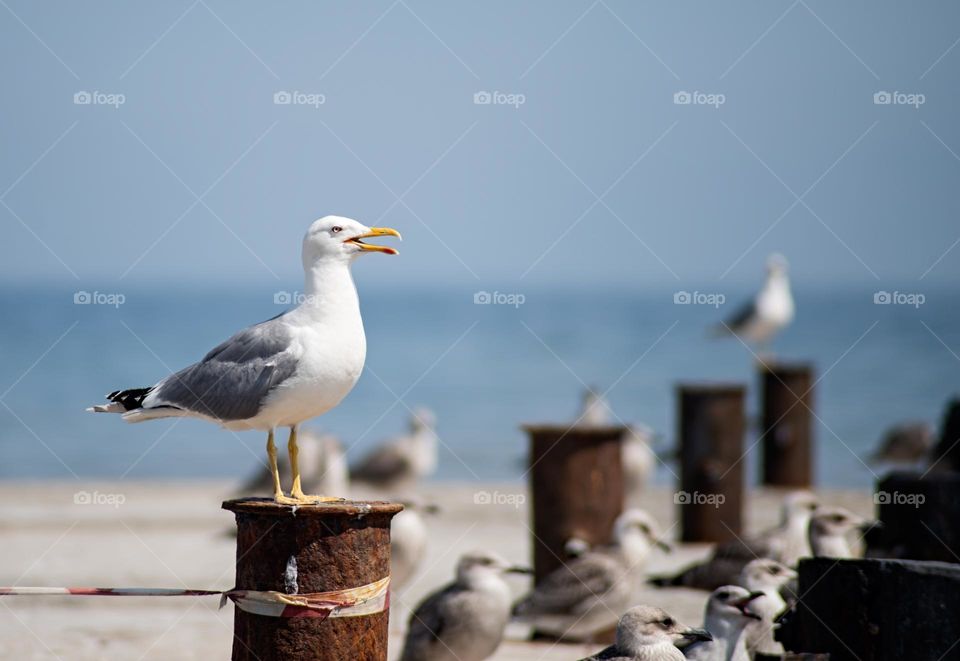 seagull