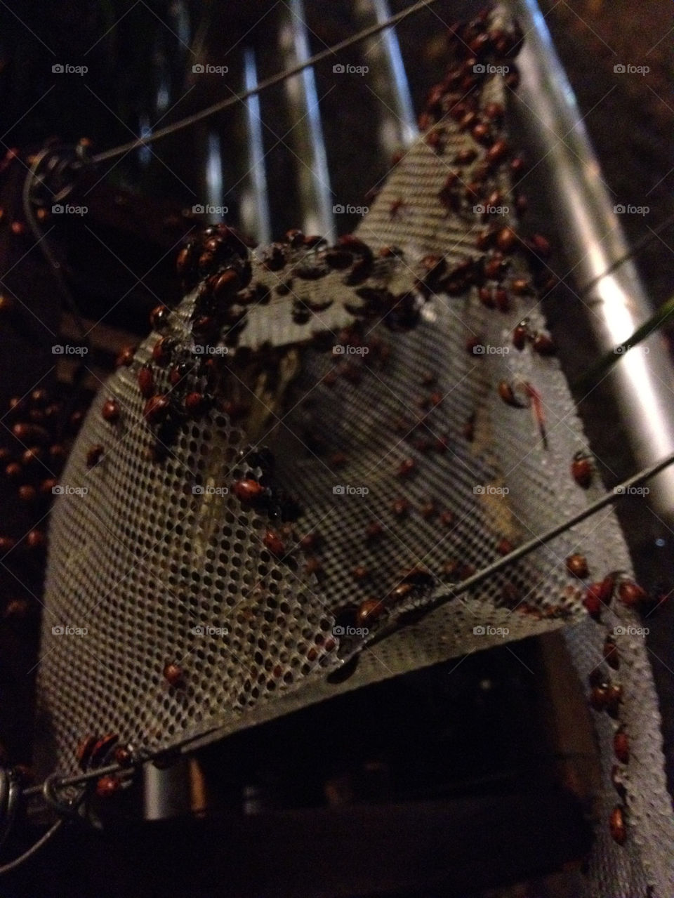 bugs lady by 3rdandocean