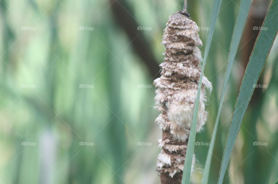 Fuzzy reed