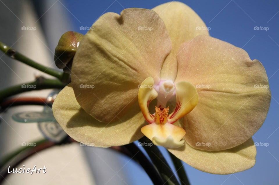 white orchid, like a bird inside