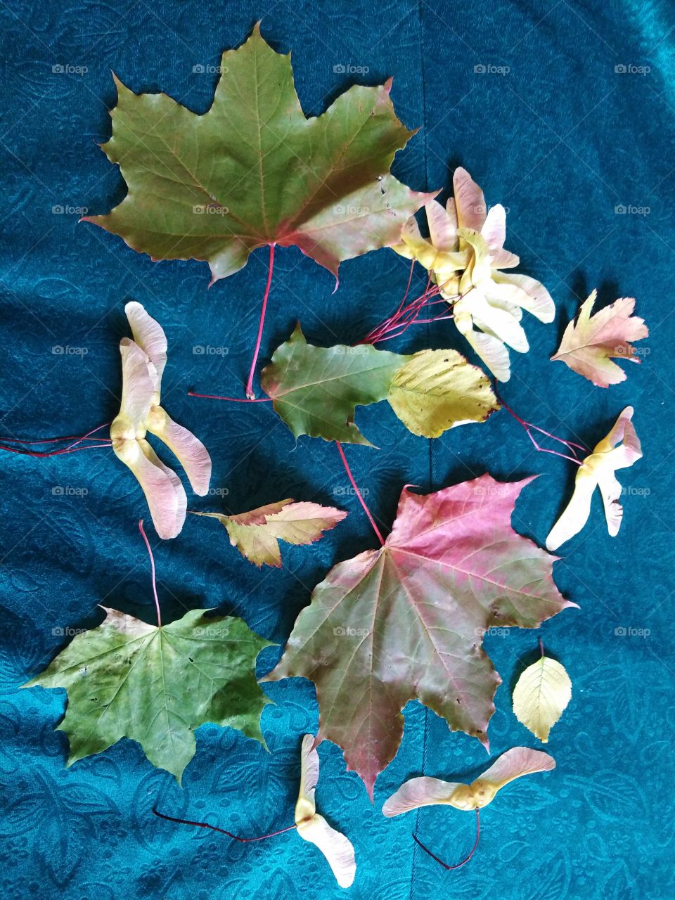 Листья осени