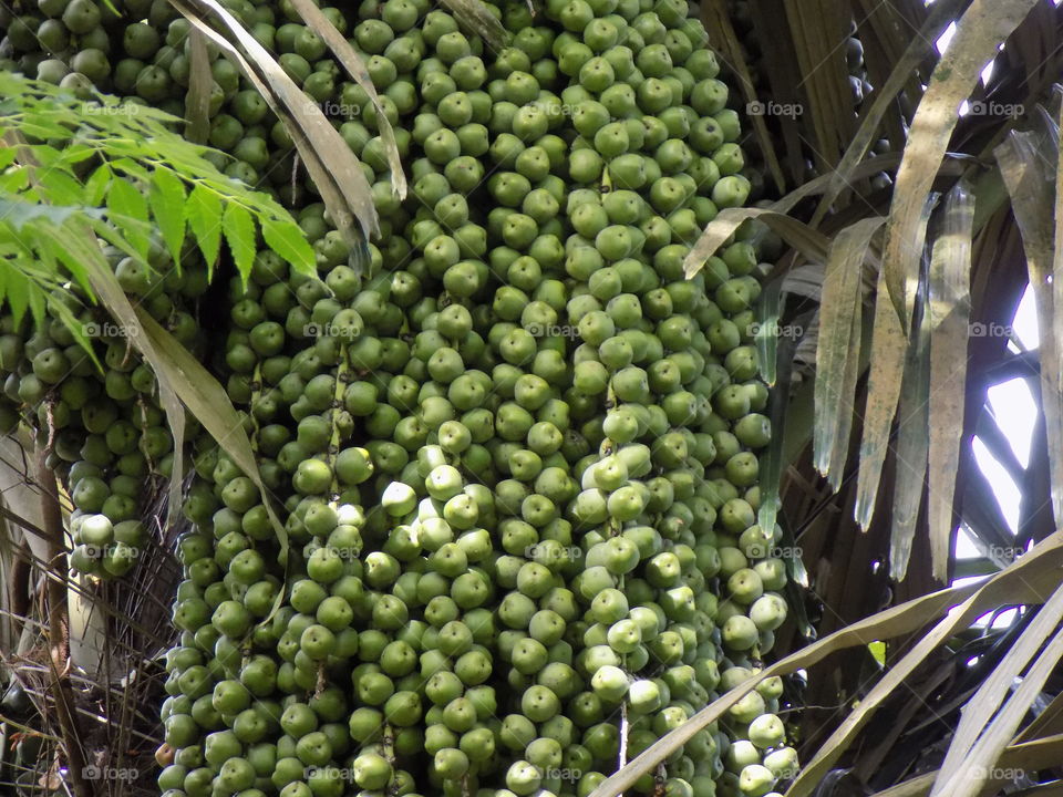 The fruits of klengkeng mount halimon aceh