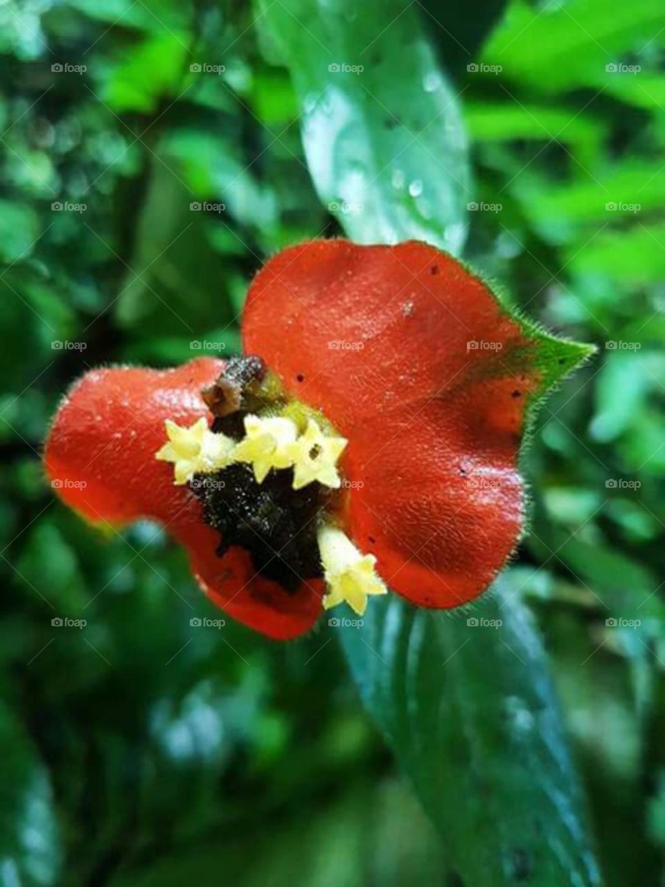 lip shaped flower