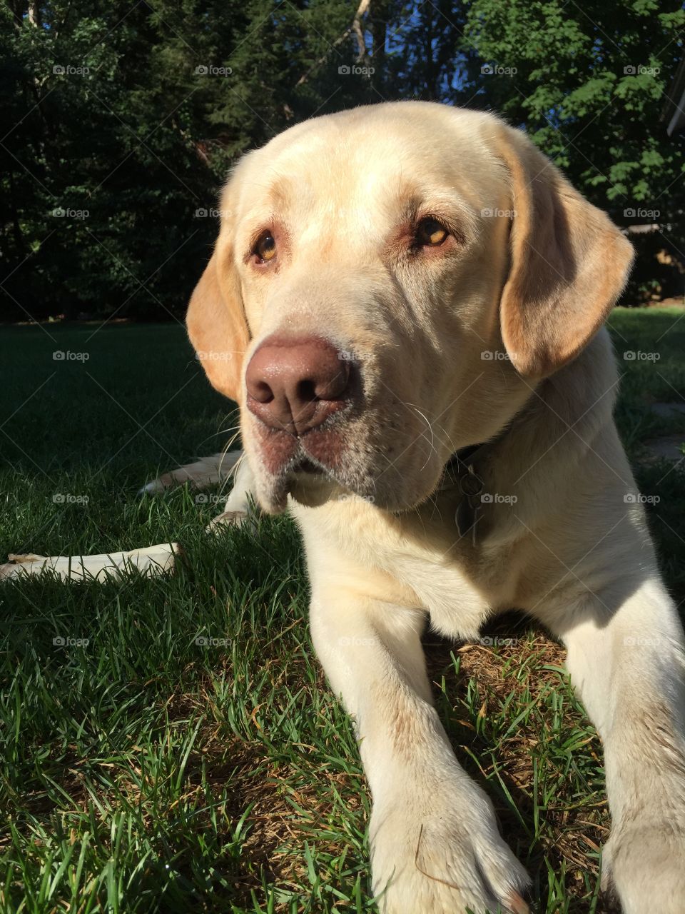 Yellow Labrador Retriever 