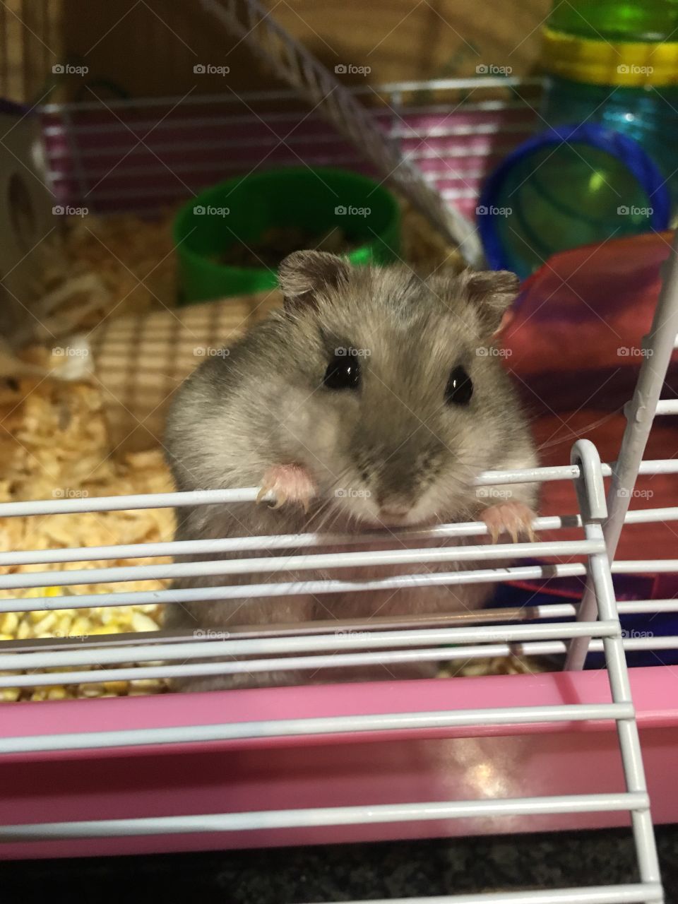 Dwarf hamster