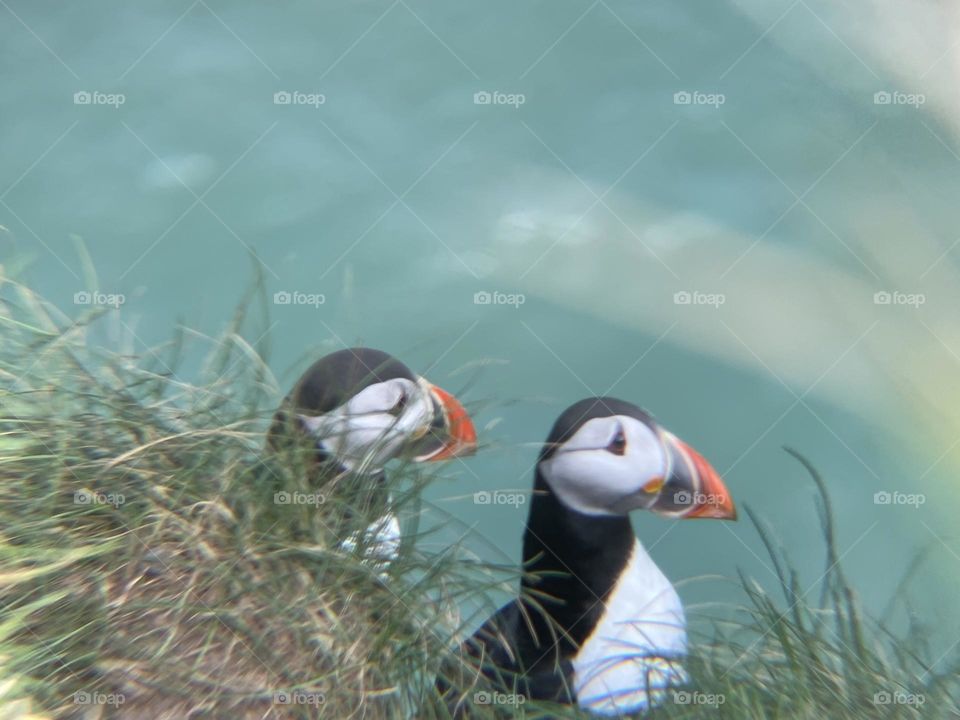 Puffins playing hide and seek