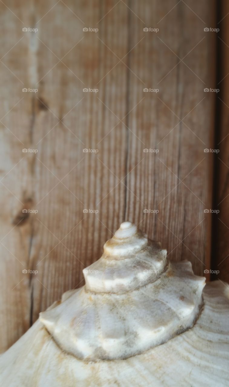 Conch shell on a weathered board.