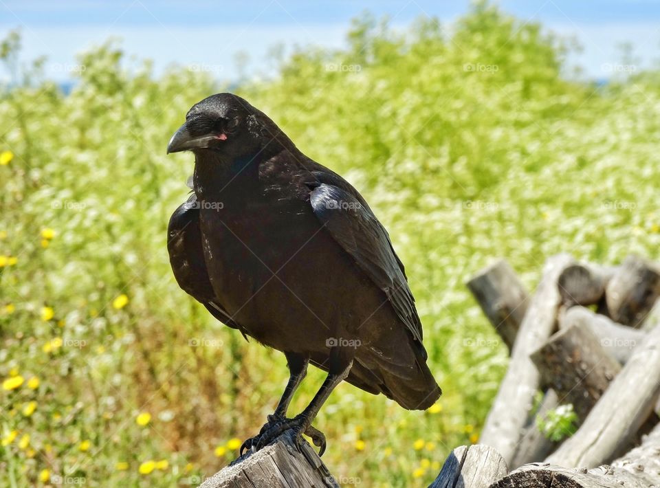 American Raven. Large Raven Perched On A Rural Fence
