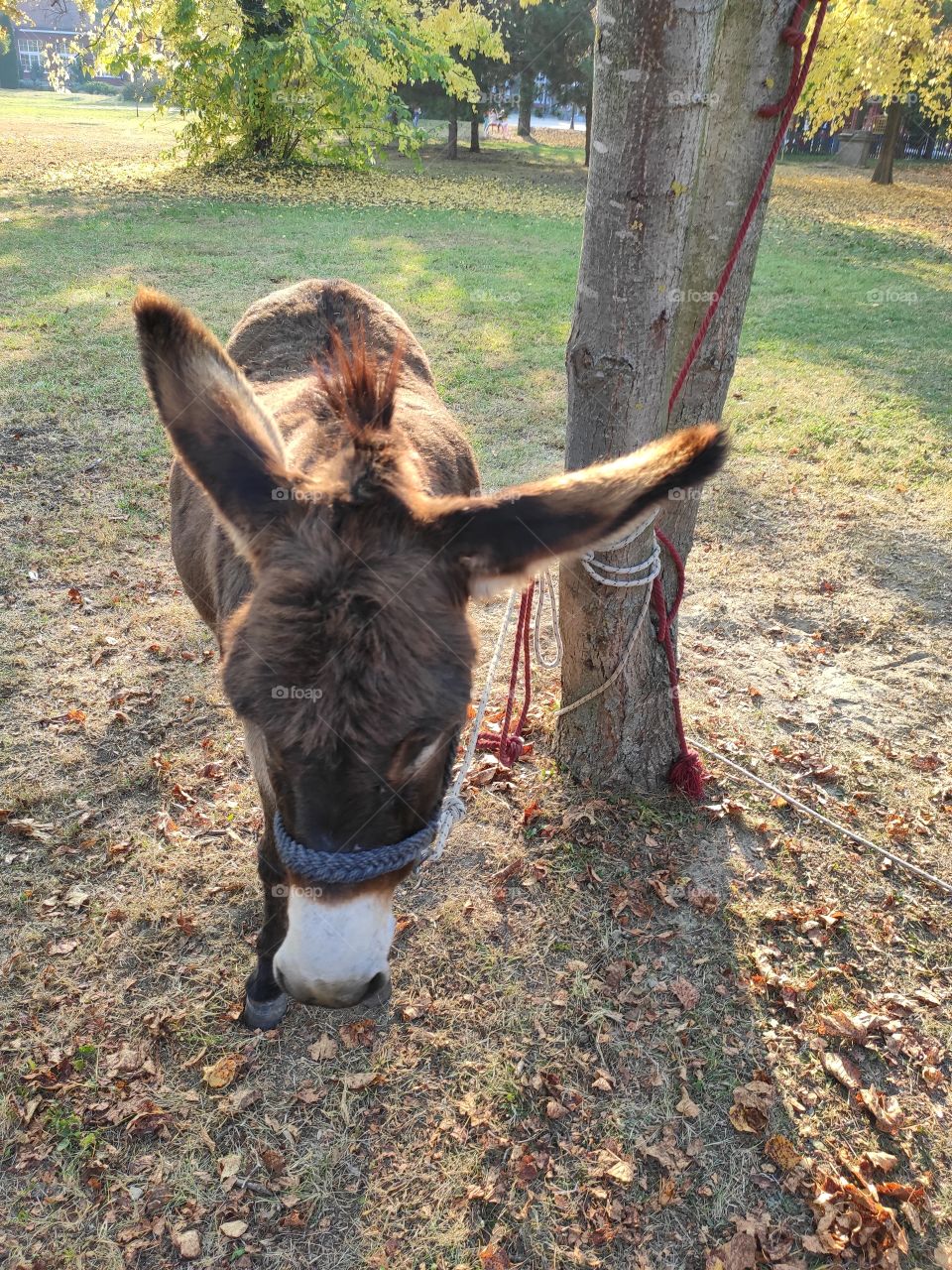 Donkey in Kastel Ecka resort