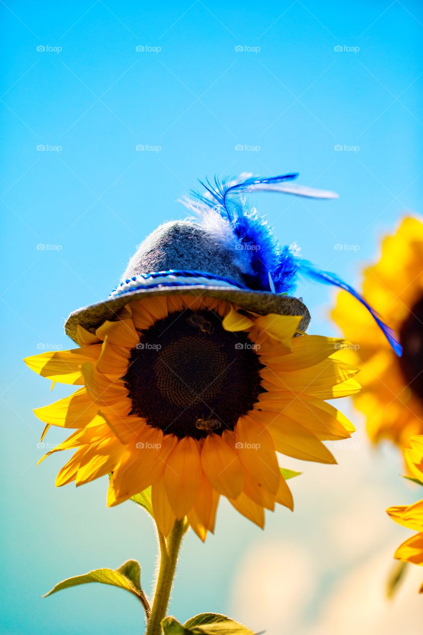 Sunflower with Bavaria hat