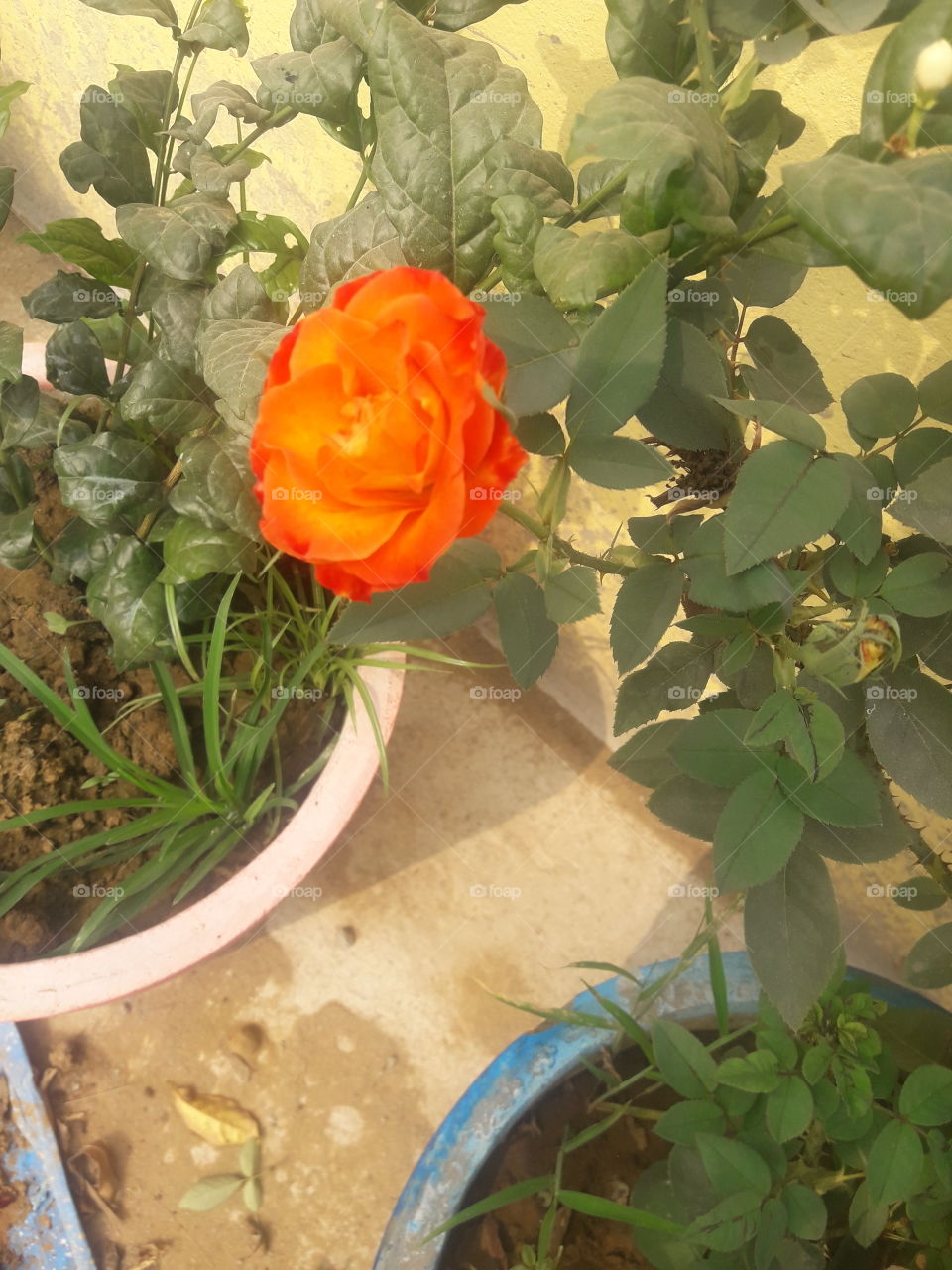 beautiful rose flower in our garden