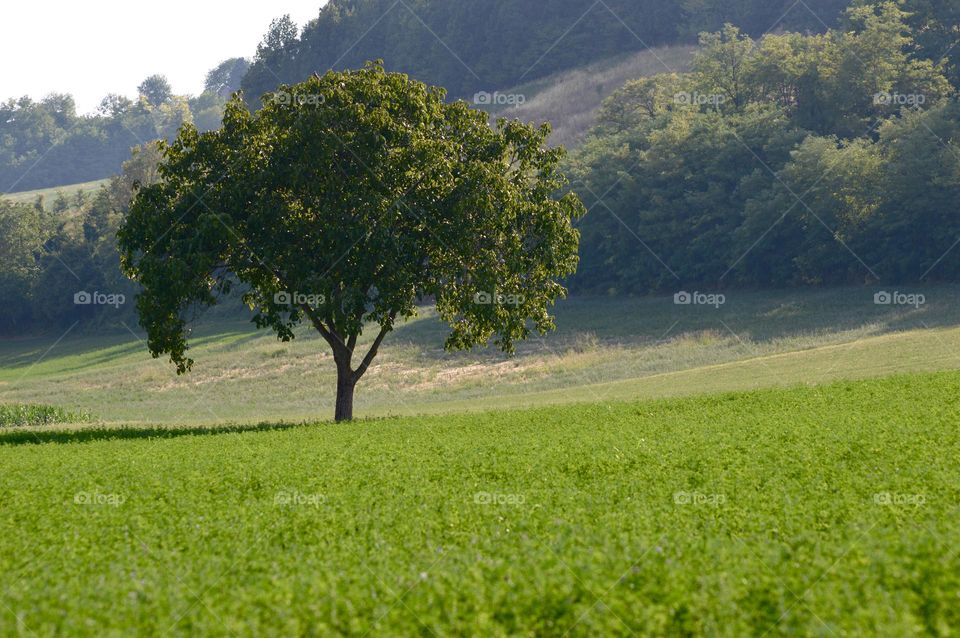big tree in the green countryside