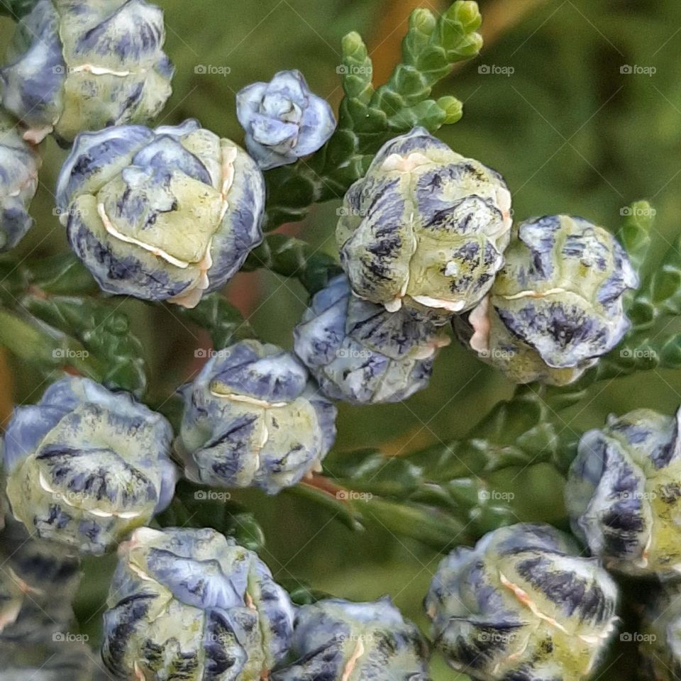 thuja pine cone