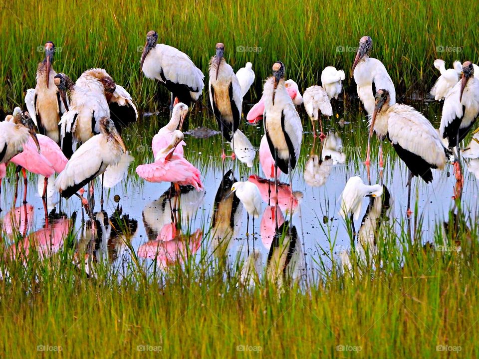 Multiverse - A pond filled with colorful tropical birds feeding, surrounded by tall, green vegetation 