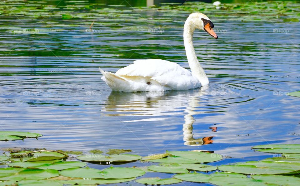 Lily Pond Swan