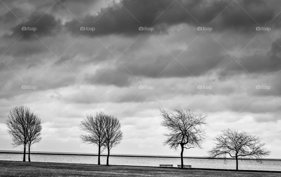 Four bare trees along Milwaukee's lakefront in winter