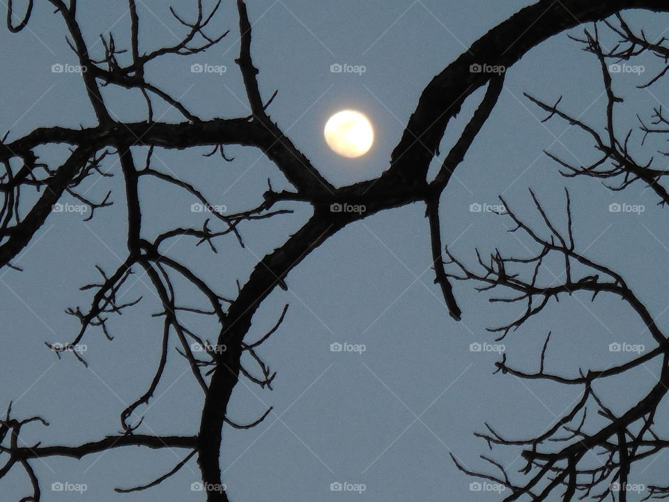 moon in tree branch