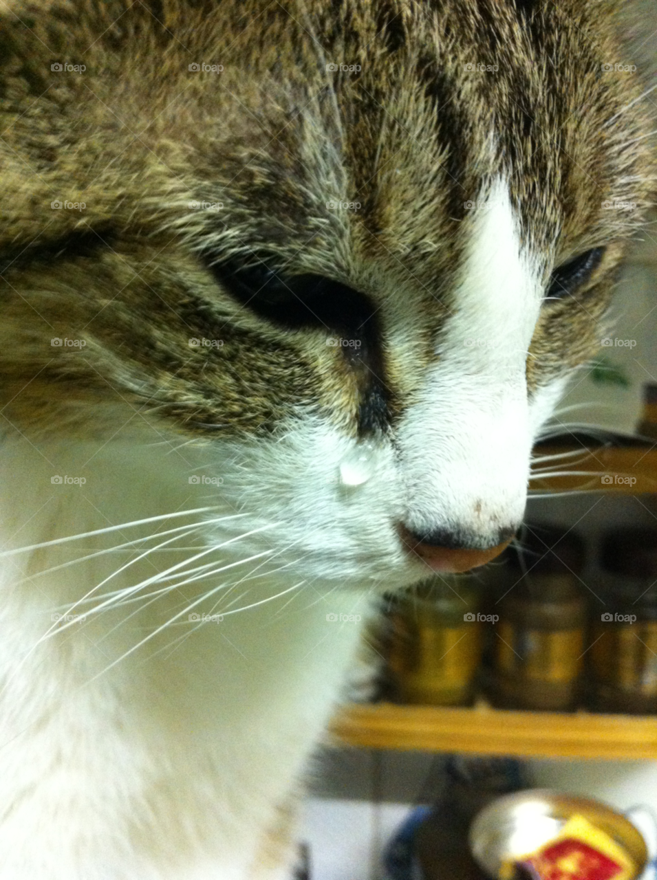 oeiras fashion cat crying by ppr306