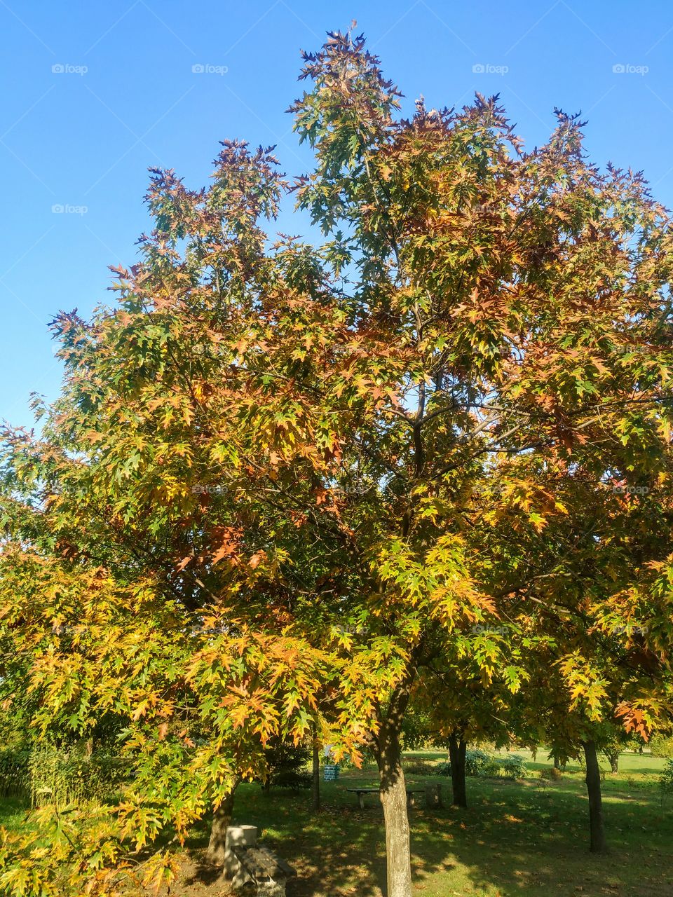 Colourful oak tree