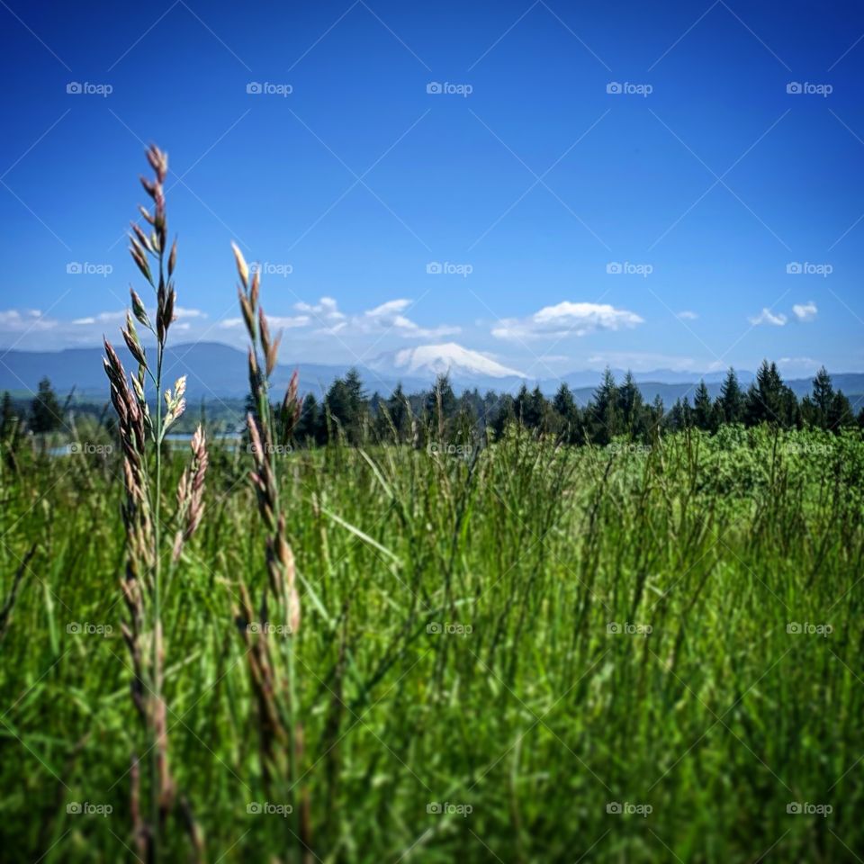The mountain is playing peek a boo among the wheat grass 