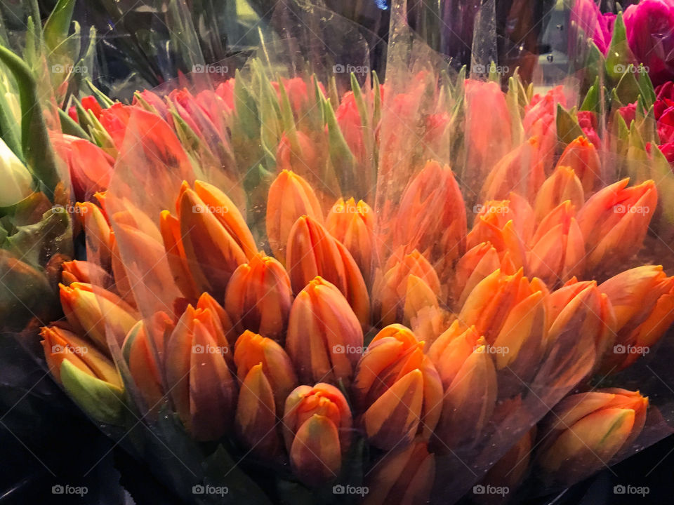 Orange Tulips 