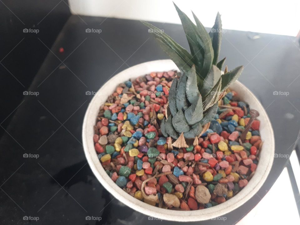 a small cactus plant in a white pot surrounded by colorful rocks