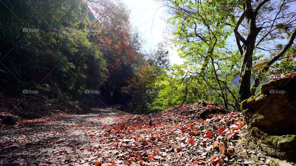 Beautiful mountain scenery with autumn leaves