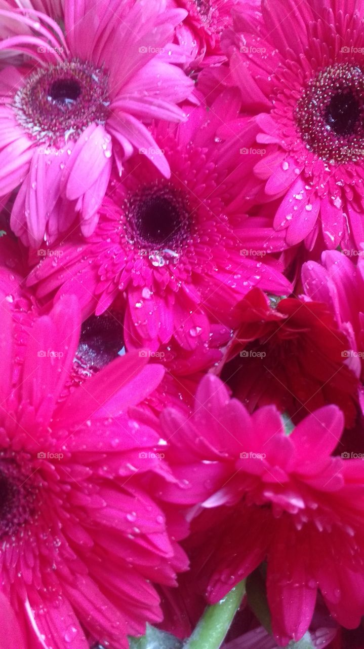 Dark Colour Flowers with Drops