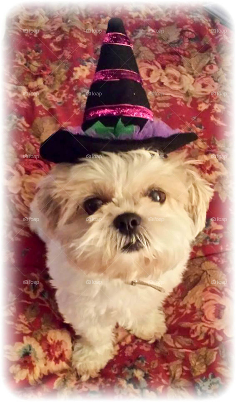 shih tzu witch. shih tzu puppy dressed up as a witch for Halloween