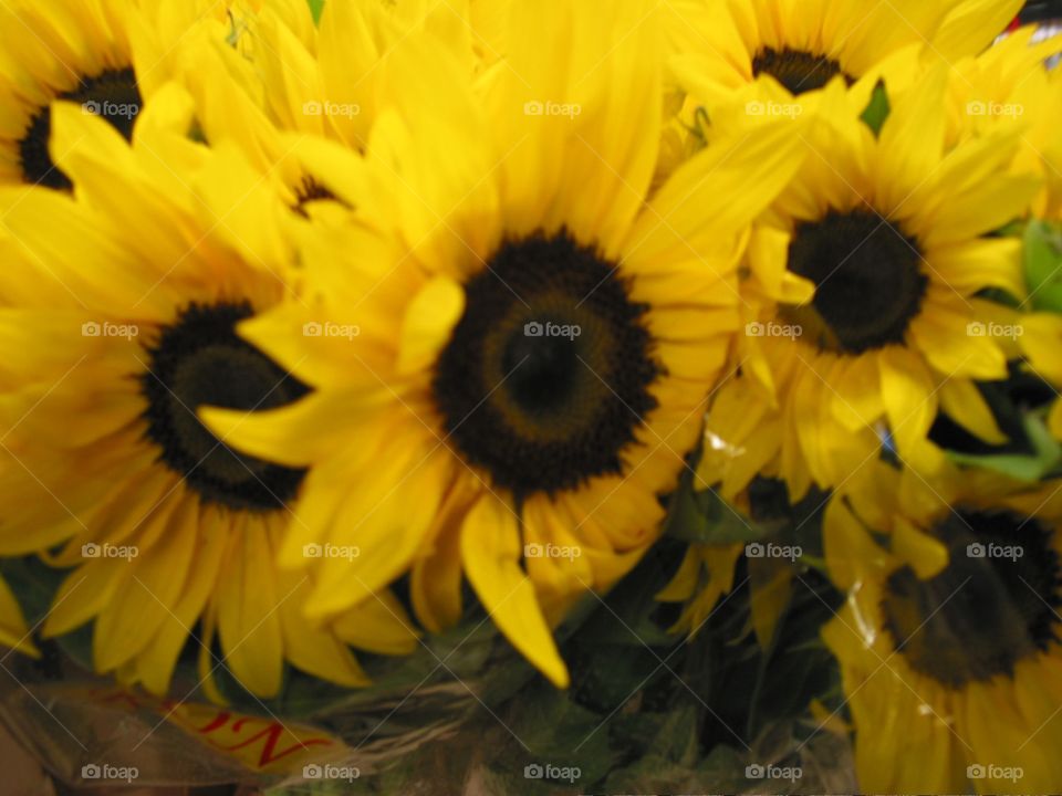 Sunflowers