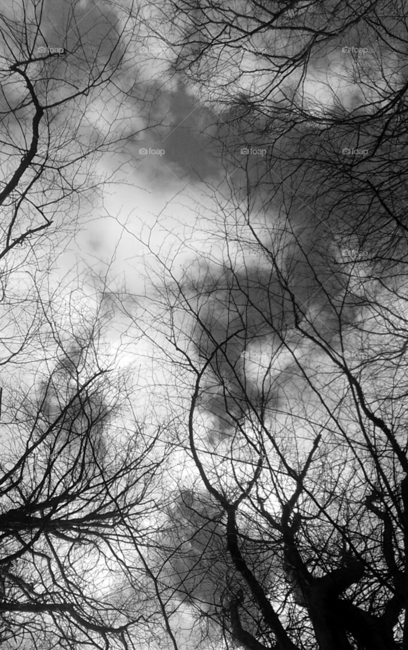 Sinister looking trees intertwine with one another while swaying in the wind.