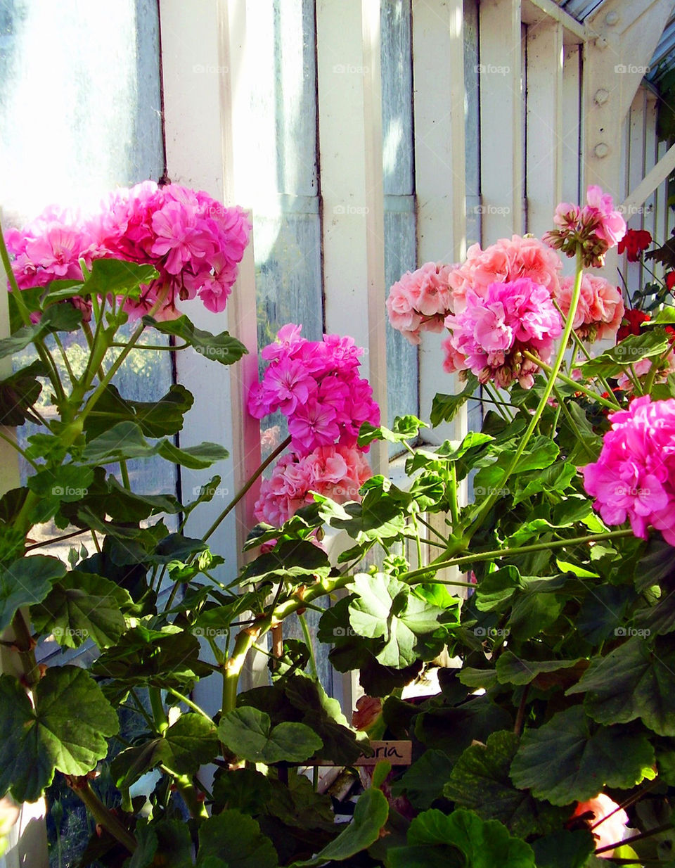 Pelargoner