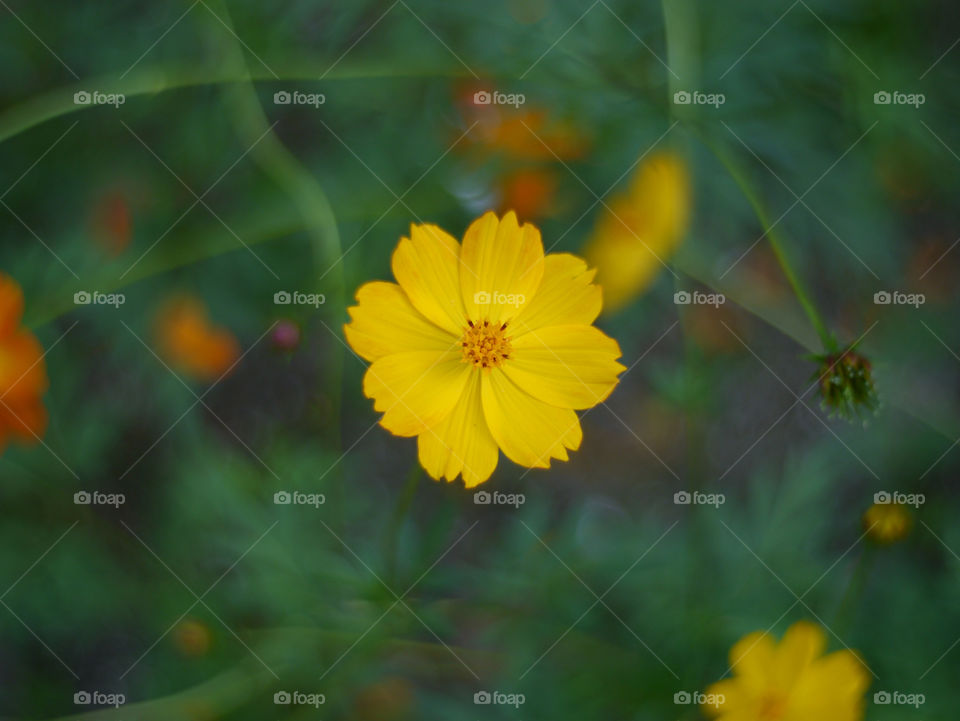 flower lens twister by Chan7ee