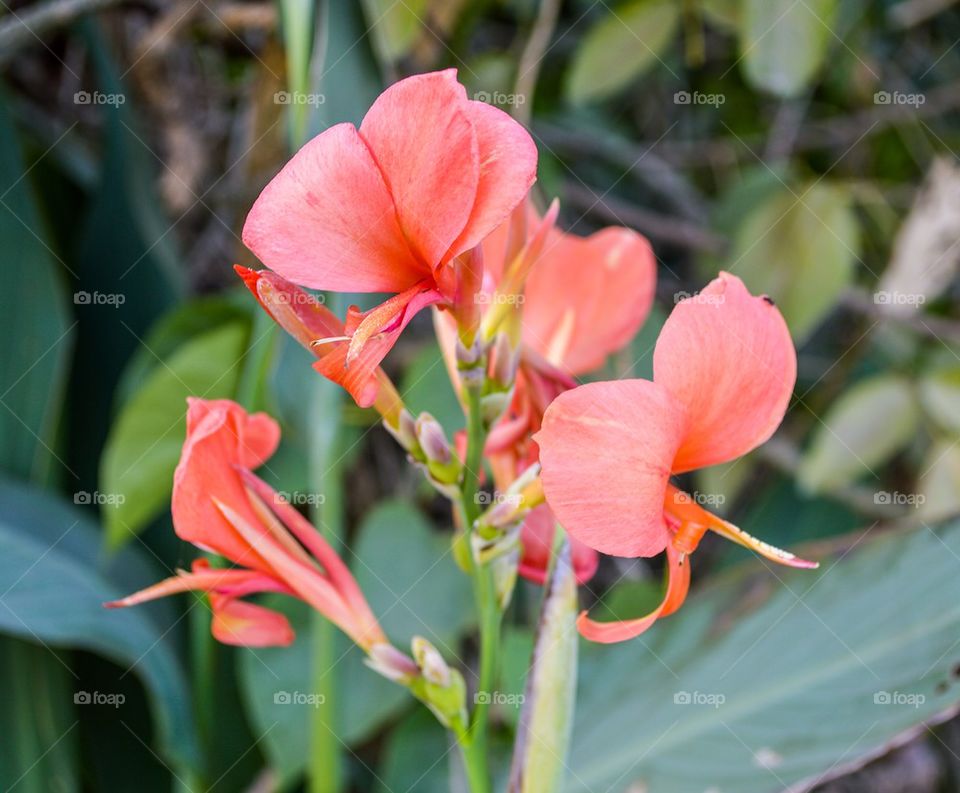 canna flower