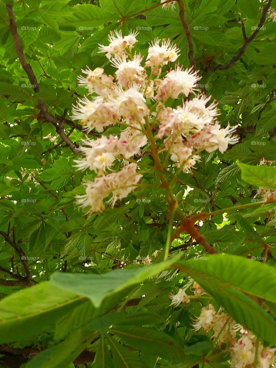 Lonly single white flower