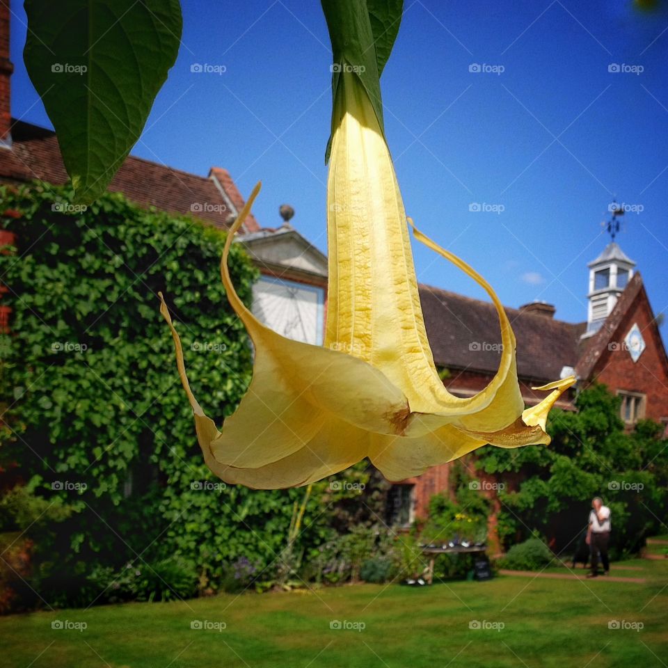 Garden. Old walled garden 