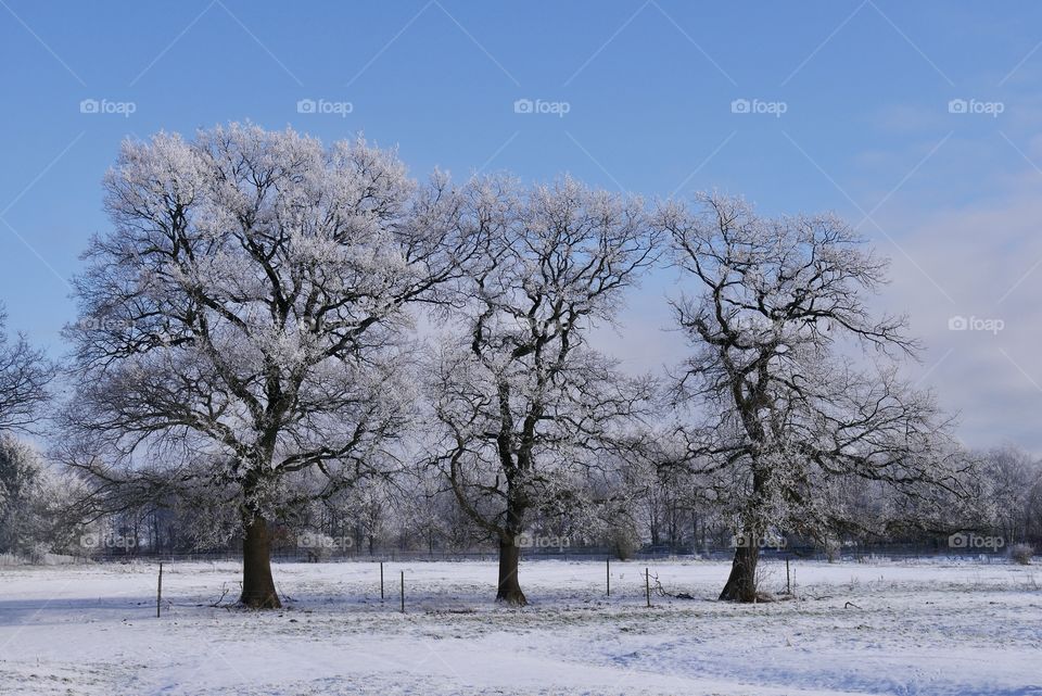 Three frozen trees